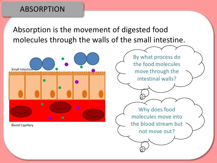 Digestion, Absorption and Enzymes