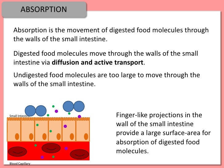 Digestion, Absorption and Enzymes