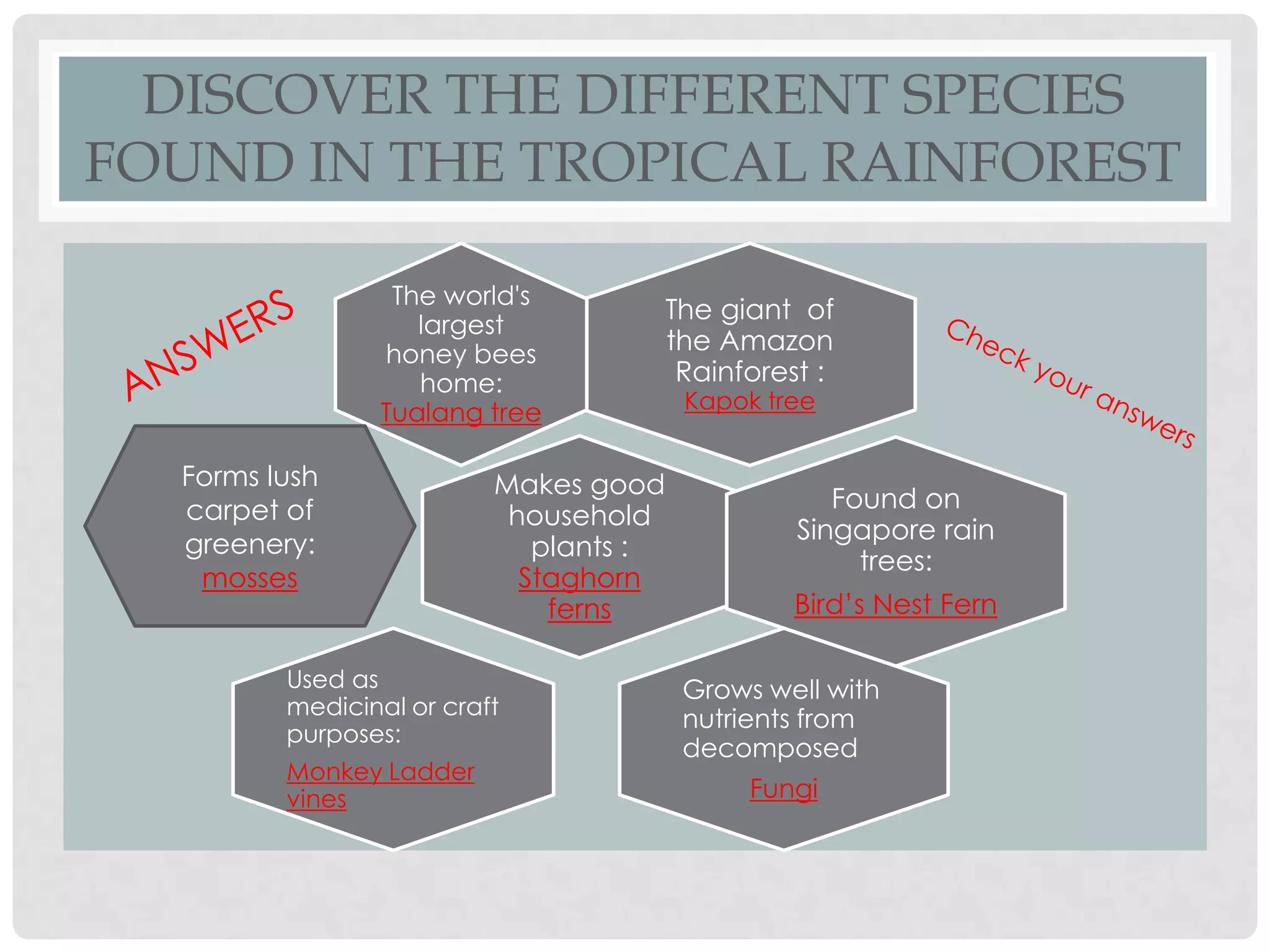 DISCOVER THE DIFFERENT SPECIES
FOUND IN THE TROPICAL RAINFOREST
The world's
largest
honey bees
home:
Tualang tree

Forms lush
carpet of
greenery:
mosses

Makes good
household
plants :
Staghorn
ferns

Used as
medicinal or craft
purposes:
Monkey Ladder
vines

The giant of
the Amazon
Rainforest :
Kapok tree

Found on
Singapore rain
trees:
Bird’s Nest Fern
Grows well with
nutrients from
decomposed
Fungi

 