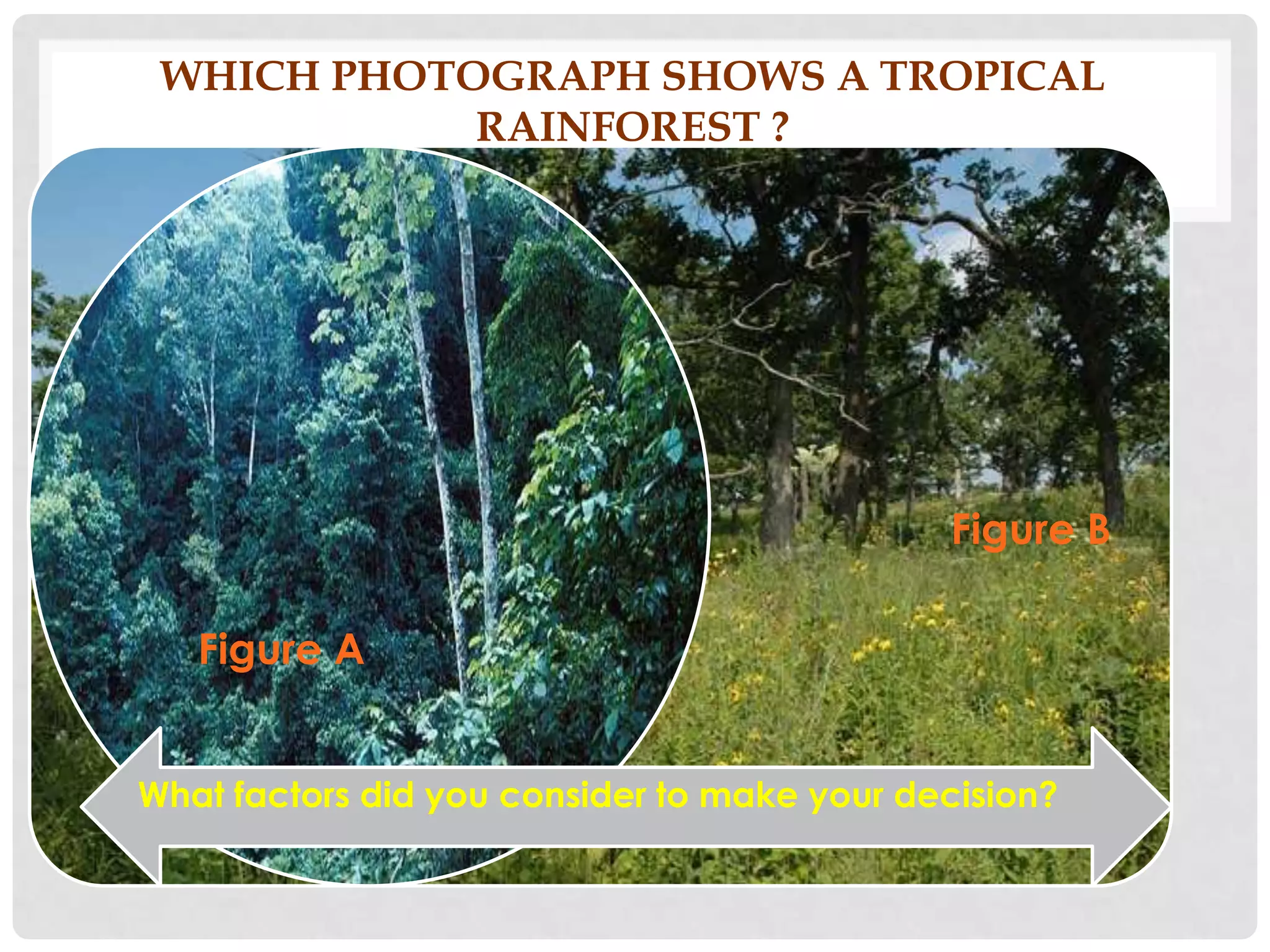 WHICH PHOTOGRAPH SHOWS A TROPICAL
RAINFOREST ?

Figure B

Figure A
What factors did you consider to make your decision?

 