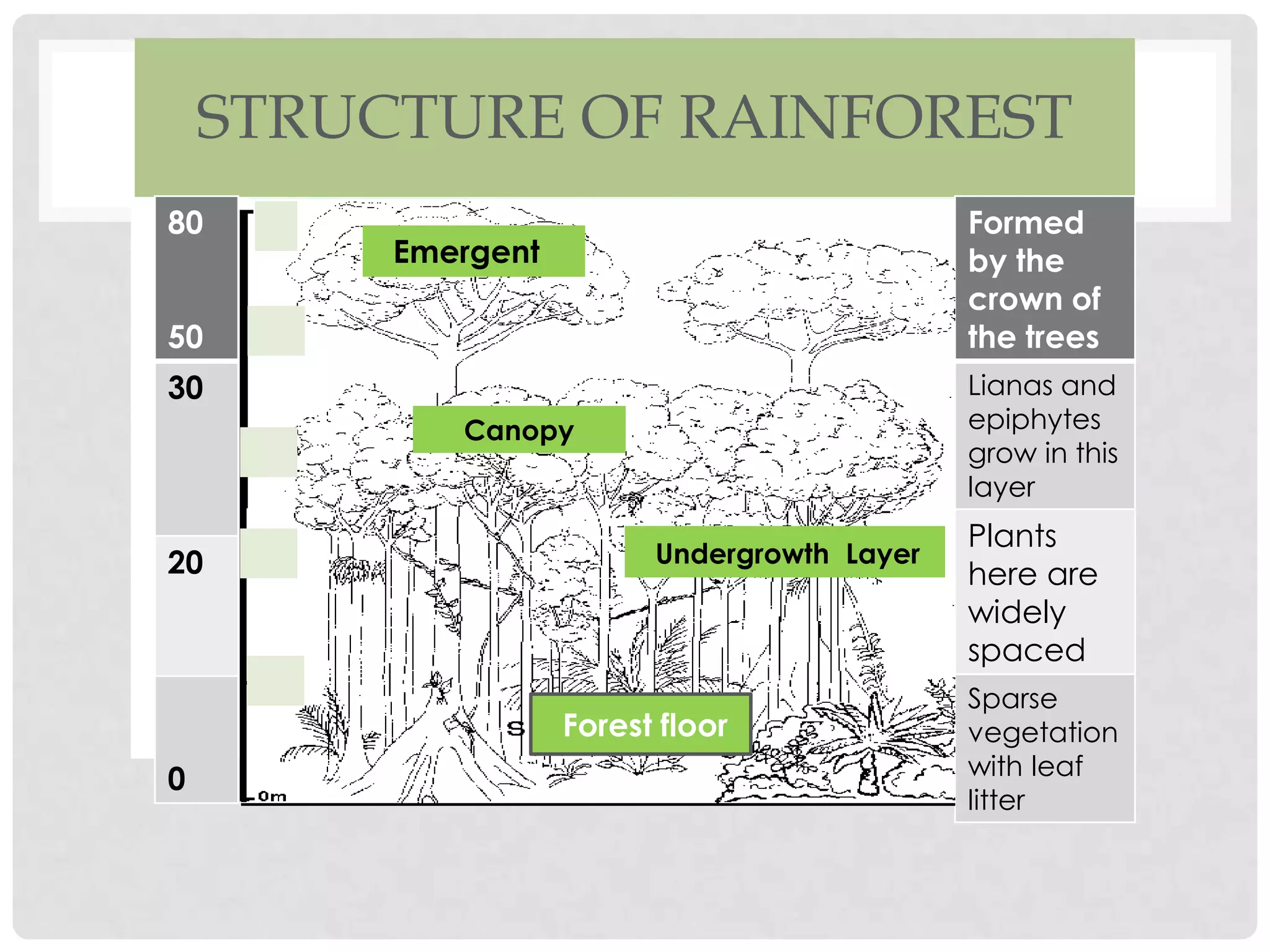 STRUCTURE OF RAINFOREST
80

Formed
by the
crown of
the trees

Emergent

50
30

Lianas and
epiphytes
grow in this
layer

Canopy

20

Undergrowth Layer

Forest floor
0

Plants
here are
widely
spaced
Sparse
vegetation
with leaf
litter

 