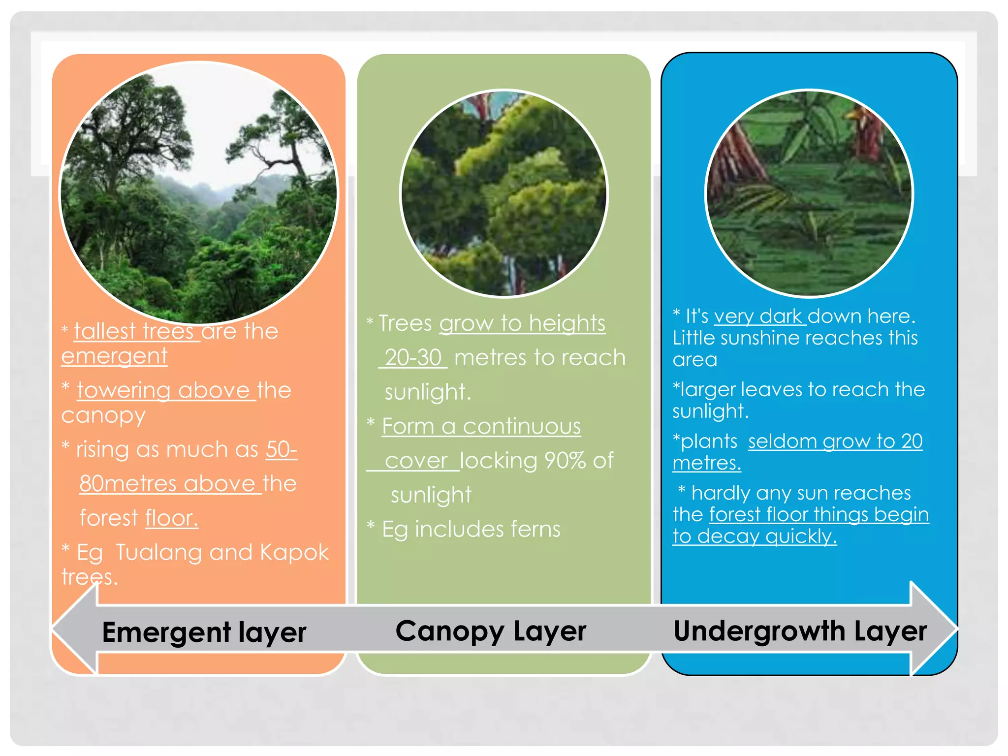 * tallest

trees are the
emergent
* towering above the
canopy
* rising as much as 5080metres above the
forest floor.
* Eg Tualang and Kapok
trees.

Emergent layer

* Trees

grow to heights

20-30 metres to reach
sunlight.
* Form a continuous
cover locking 90% of
sunlight

* Eg includes ferns

Canopy Layer

* It's very dark down here.
Little sunshine reaches this
area
*larger leaves to reach the
sunlight.
*plants seldom grow to 20
metres.
* hardly any sun reaches
the forest floor things begin
to decay quickly.

Undergrowth Layer

 
