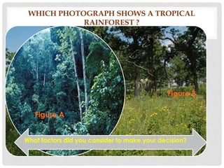 WHICH PHOTOGRAPH SHOWS A TROPICAL
RAINFOREST ?

Figure B

Figure A
What factors did you consider to make your decision?

 