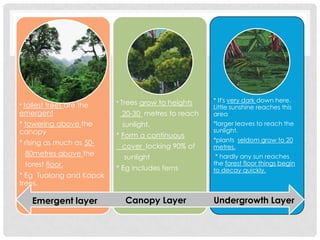 * tallest

trees are the
emergent
* towering above the
canopy
* rising as much as 5080metres above the
forest floor.
* Eg Tualang and Kapok
trees.

Emergent layer

* Trees

grow to heights

20-30 metres to reach
sunlight.
* Form a continuous
cover locking 90% of
sunlight

* Eg includes ferns

Canopy Layer

* It's very dark down here.
Little sunshine reaches this
area
*larger leaves to reach the
sunlight.
*plants seldom grow to 20
metres.
* hardly any sun reaches
the forest floor things begin
to decay quickly.

Undergrowth Layer

 