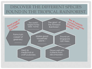 DISCOVER THE DIFFERENT SPECIES
FOUND IN THE TROPICAL RAINFOREST
The world's
largest honey
bees home:
_____________

Forms lush
carpet of
greenery:
_______

Makes good
household
plants :
_________

Used as
medicinal or
craft purposes:
____________

The giant of
the Amazon
Rainforest :
____________

Found on
Singapore
rain trees:
____________
Grows well with
nutrients from
decomposed :
____________

 