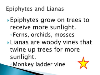  Epiphytes

grow on trees to
receive more sunlight.
◦Ferns, orchids, mosses

 Lianas

are woody vines that
twine up trees for more
sunlight.
◦Monkey ladder vine

 