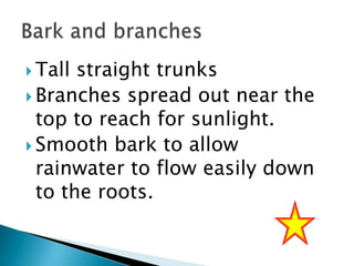  Tall

straight trunks
 Branches spread out near the
top to reach for sunlight.
 Smooth bark to allow
rainwater to flow easily down
to the roots.

 
