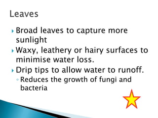  Broad

leaves to capture more
sunlight
 Waxy, leathery or hairy surfaces to
minimise water loss.
 Drip tips to allow water to runoff.
◦ Reduces the growth of fungi and
bacteria

 
