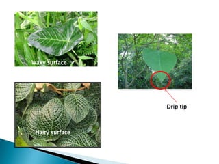 Waxy surface

Drip tip

Hairy surface

 