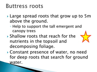 

Large spread roots that grow up to 5m
above the ground.
◦ Help to support the tall emergent and
canopy trees

Shallow roots that reach for the
nutrients in the topsoil and
decomposing foliage.
 Constant presence of water, no need
for deep roots that search for ground
water.


 