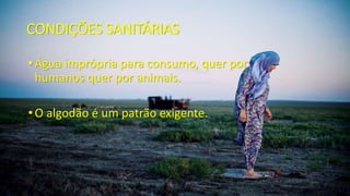 CONDIÇÕES SANITÁRIAS
• Água imprópria para consumo, quer por
humanos quer por animais.
• O algodão é um patrão exigente.
 