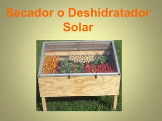 Secador o Deshidratador
Solar
 