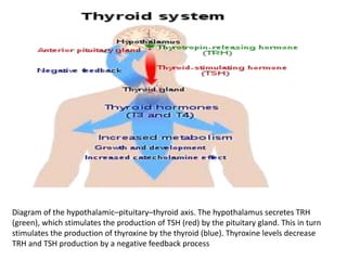 Diagram of the hypothalamic–pituitary–thyroid axis. The hypothalamus secretes TRH
(green), which stimulates the production of TSH (red) by the pituitary gland. This in turn
stimulates the production of thyroxine by the thyroid (blue). Thyroxine levels decrease
TRH and TSH production by a negative feedback process
 