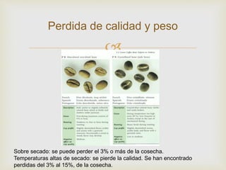 Secando Cafe Secando café | PPTX