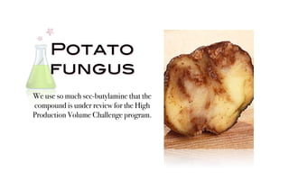 Potato
     fungus
We use so much sec-butylamine that the
compound is under review for the High
Production Volume Challenge program.
 