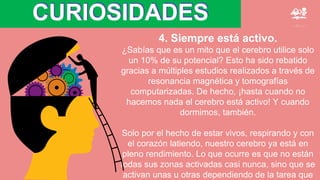 CURIOSIDADES
4. Siempre está activo.
¿Sabías que es un mito que el cerebro utilice solo
un 10% de su potencial? Esto ha sido rebatido
gracias a múltiples estudios realizados a través de
resonancia magnética y tomografías
computarizadas. De hecho, ¡hasta cuando no
hacemos nada el cerebro está activo! Y cuando
dormimos, también.
Solo por el hecho de estar vivos, respirando y con
el corazón latiendo, nuestro cerebro ya está en
pleno rendimiento. Lo que ocurre es que no están
todas sus zonas activadas casi nunca, sino que se
activan unas u otras dependiendo de la tarea que
 