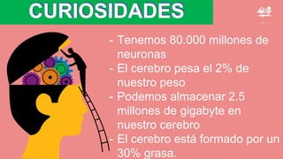 CURIOSIDADES
- Tenemos 80.000 millones de
neuronas
- El cerebro pesa el 2% de
nuestro peso
- Podemos almacenar 2.5
millones de gigabyte en
nuestro cerebro
- El cerebro está formado por un
30% grasa.
 