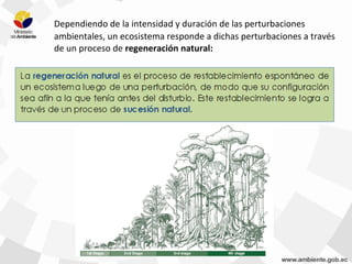 Dependiendo de la intensidad y duración de las perturbaciones
ambientales, un ecosistema responde a dichas perturbaciones a través
de un proceso de regeneración natural:
 