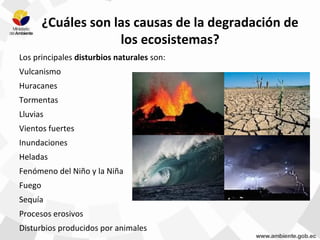 ¿Cuáles son las causas de la degradación de
los ecosistemas?
Los principales disturbios naturales son:
Vulcanismo
Huracanes
Tormentas
Lluvias
Vientos fuertes
Inundaciones
Heladas
Fenómeno del Niño y la Niña
Fuego
Sequía
Procesos erosivos
Disturbios producidos por animales
 