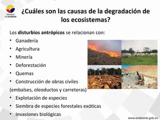 ¿Cuáles son las causas de la degradación de
los ecosistemas?
Los disturbios antrópicos se relacionan con:
• Ganadería
• Agricultura
• Minería
• Deforestación
• Quemas
• Construcción de obras civiles
(embalses, oleoductos y carreteras)
• Explotación de especies
• Siembra de especies forestales exóticas
• Invasiones biológicas
 