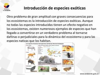 Introducción de especies exóticas
Otro problema de gran amplitud con graves consecuencias para
los ecosistemas es la introducción de especies exóticas. Aunque
no todas las especies introducidas tienen un efecto negativo en
los ecosistemas, existen numerosos ejemplos de especies que han
llegado a convertirse en un verdadero problema al tornarse
dañinas o perjudiciales para la dinámica del ecosistema y para las
especies nativas que los habitan.
Fuente: El Comercio.
 