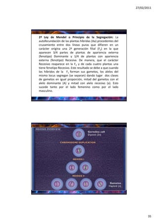 27/02/2011




2ª Ley de Mendel o Principio de la Segregación: La
autofecundación de las plantas híbridas (Aa) procedentes del
cruzamiento entre dos líneas puras que difieren en un
carácter origina una 2ª generación filial (F2) en la que
aparecen 3/4 partes de plantas de apariencia externa
(fenotipo) Dominante y 1/4 de plantas con apariencia
externa (fenotipo) Recesiva. De manera, que el carácter
Recesivo reaparece en la F2 y de cada cuatro plantas una
tiene fenotipo Recesivo. Este resultado se debe a que cuando
los híbridos de la F1 forman sus gametos, los alelos del
mismo locus segregan (se separan) dando lugar dos clases
de gametos en igual proporción, mitad del gametos con el
alelo dominante (A) y mitad con alelo recesivo (a). Esto
sucede tanto por el lado femenino como por el lado
masculino.




CITOLOGIA Y GENETICA – Sutton 1902




                                                                      35
 