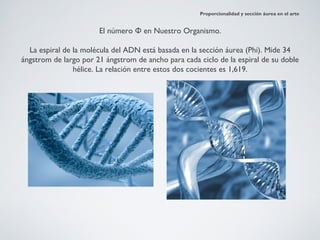 Proporcionalidad y sección áurea en el arte


                       El número Φ en Nuestro Organismo.

  La espiral de la molécula del ADN está basada en la sección áurea (Phi). Mide 34
ángstrom de largo por 21 ángstrom de ancho para cada ciclo de la espiral de su doble
                hélice. La relación entre estos dos cocientes es 1,619.
 