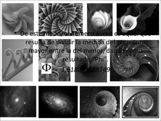 • De este modo, el número áureo es aquel que
   resulta de dividir la medida del segmento
    mayor entre la del menor, dando como
                resultado “Phi”.
           • = 1,618033988749….
 