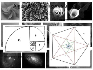 Algunas de las figuras áureas
              principales son:
                             • Pentagrama áureo




Rectángulo y espiral aúreo
 