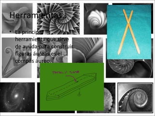 Herramientas..
• La principal
  herramienta que sirve
  de ayuda para construir
  figuras áureas es el
  compás áureo.
 