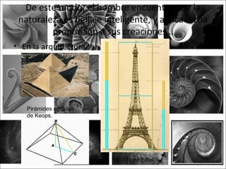 De este modo, el hombre encuentra que la
 naturaleza es bella e inteligente, y aplica dicha
         proporción a sus creaciones…
• En la arquitectura..




   Pirámides egipcias
   de Keops.




                            Torre Eiffel
 