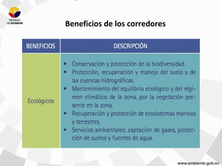 Beneficios de los corredores
 