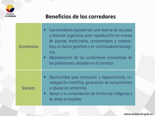 Beneficios de los corredores
 