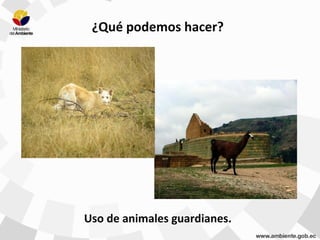 Uso de animales guardianes.
¿Qué podemos hacer?
 