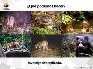Investigación aplicada.
¿Qué podemos hacer?
 