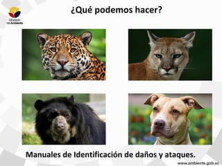 Manuales de Identificación de daños y ataques.
¿Qué podemos hacer?
 