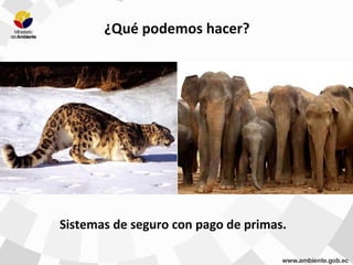 Sistemas de seguro con pago de primas.
¿Qué podemos hacer?
 