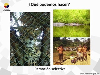 Remoción selectiva
¿Qué podemos hacer?
 
