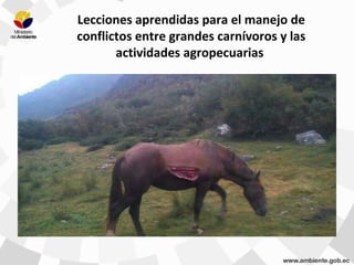 Lecciones aprendidas para el manejo de
conflictos entre grandes carnívoros y las
actividades agropecuarias
 