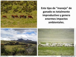 Este tipo de “manejo” de
ganado es totalmente
improductivo y genera
enormes impactos
ambientales.
 