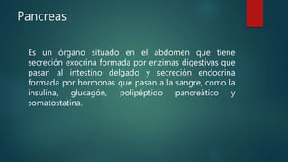 Pancreas
Es un órgano situado en el abdomen que tiene
secreción exocrina formada por enzimas digestivas que
pasan al intestino delgado y secreción endocrina
formada por hormonas que pasan a la sangre, como la
insulina, glucagón, polipéptido pancreático y
somatostatina.
 