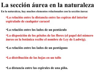 La sección áurea en la naturaleza En la naturaleza, hay muchos elementos relacionados con la sección áurea: La relación entre la distancia entre las espiras del interior espiralado de cualquier caracol La relación entre los lados de un pentáculo  La relación entre los lados de un pentágono  La disposición de los pétalos de las flores (el papel del número áureo en la botánica recibe el nombre de Ley de Ludwig).  La distribución de las hojas en un tallo  La distancia entre las espirales de una piña.  