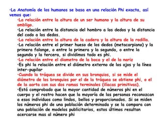 La Anatomía de los humanos se basa en una relación Phi exacta, así vemos que:  La relación entre la altura de un ser humano y la altura de su ombligo.  La relación entre la distancia del hombro a los dedos y la distancia del codo a los dedos.  La relación entre la altura de la cadera y la altura de la rodilla.  La relación entre el primer hueso de los dedos (metacarpiano) y la primera falange, o entre la primera y la segunda, o entre la segunda y la tercera, si dividimos todo es phi.  La relación entre el diametro de la boca y el de la nariz   Es phi la relación entre el diámetro externo de los ojos y la línea inter-pupilar  Cuando la tráquea se divide en sus bronquios, si se mide el diámetro de los bronquios por el de la tráquea se obtiene phi, o el de la aorta con sus dos ramas terminales (ilíacas primitivas).   Está comprobado que la mayor cantidad de números phi en el cuerpo y el rostro hacen que la mayoría de las personas reconozcan a esos individuos como lindos, bellos y proporcionados. Si se miden los números phi de una población determinada y se la compara con una población de modelos publicitarios, estos últimos resultan acercarse mas al número phi  