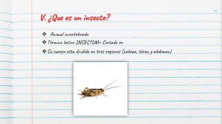 10
V. ¿Que es un insecto?
❖Término latino INSECTUM= Cortado en
❖ Animal invertebrado.
❖Su cuerpo esta dividido en tres regiones (cabeza, tórax y abdomen)
 