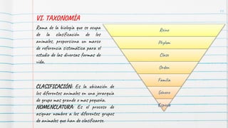 11
VI. TAXONOMÍA
Reino
Phylum
Clase
Orden
Familia
Género
Especie
CLASIFICACIÓN: Es la ubicación de
los diferentes animales en una jerarquía
de grupo mas grande o mas pequeña.
NOMENCLATURA: Es el proceso de
asignar nombre a los diferentes grupos
de animales que han de clasificarse.
Rama de la biología que se ocupa
de la clasificación de los
animales, proporciona un marco
de referencia sistemática para el
estudio de las diversas formas de
vida.
 