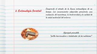 6
2. Entomología forestal:
Comprende el estudio de la fauna entomológica de un
bosque. Los conocimientos adquiridos permitirán una
evaluación del ecosistema, la biodiversidad y la calidad de
la salud ambiental del entorno.
Hypsipyla grandella
“polilla barrenadora o taladrador de las meliáceas”
 