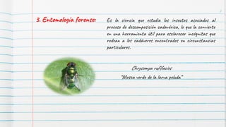7
3. Entomología forense: Es la ciencia que estudia los insectos asociados al
proceso de descomposición cadavérica, lo que la convierte
en una herramienta útil para esclarecer incógnitas que
rodean a los cadáveres encontrados en circunstancias
particulares.
Chrysomya rufifacies
“Mosca verde de la larva peluda”
 