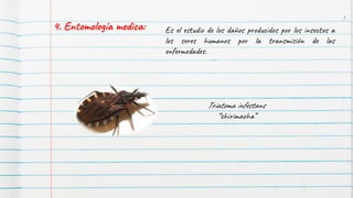 8
4. Entomología medica: Es el estudio de los daños producidos por los insectos a
los seres humanos por la transmisión de las
enfermedades.
Triatoma infestans
“chirimacha”
 