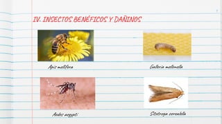 9
IV. INSECTOS BENÉFICOS Y DAÑINOS
Galleria mellonella
Aedes aegypti
Apis mellifera
Sitotroga cerealella
 