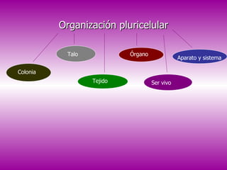 Organización pluricelular Colonia Talo Tejido Órgano Aparato y sistema Ser vivo